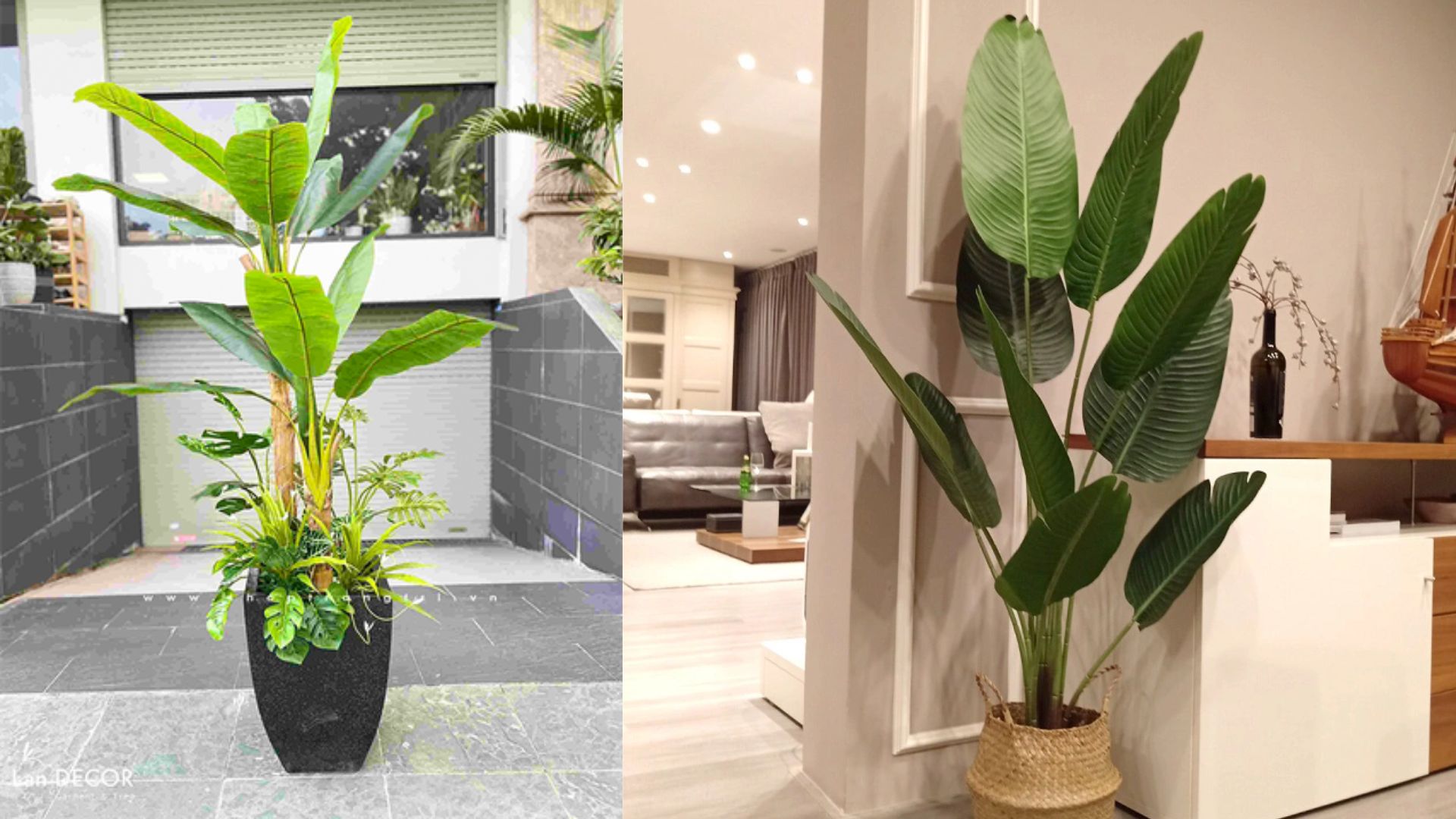 Đặc điểm của c&acirc;y Chuối Cảnh